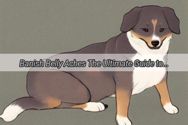 Banish Belly Aches The Ultimate Guide to Soothing Your Pups Tummy Troubles with Our Pet Diarrhea Elixir